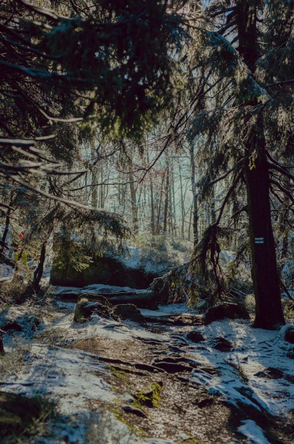 Wataha Pod Basztami - Wadera - Domki Caloroczne Radkow Buitenkant foto